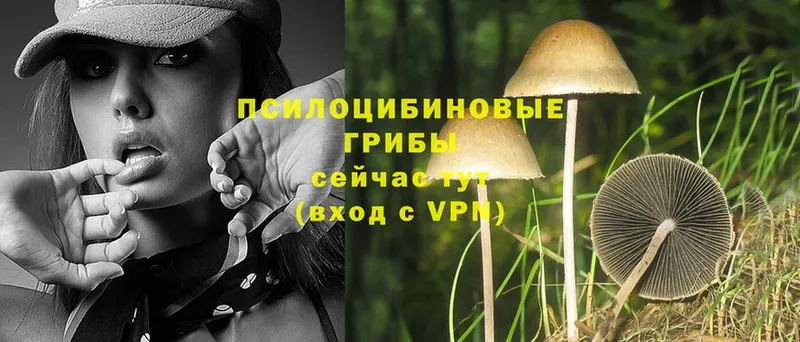 Галлюциногенные грибы Magic Shrooms  Мураши 